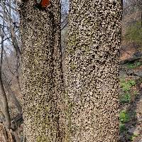 Phellodendron amurense image