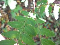 Zanthoxylum piperitum image