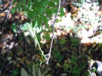 Image of Zanthoxylum piperitum