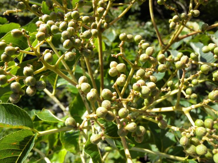 Zanthoxylum ailanthoides image