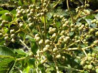 Zanthoxylum ailanthoides image