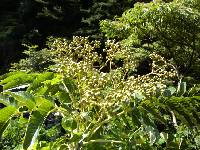 Image of Zanthoxylum ailanthoides