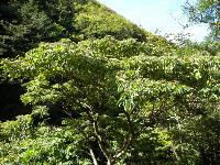 Zanthoxylum ailanthoides image