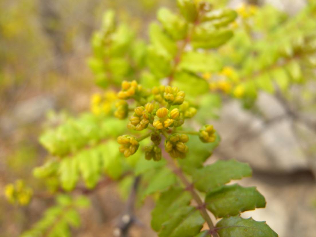 Zanthoxylum piperitum image