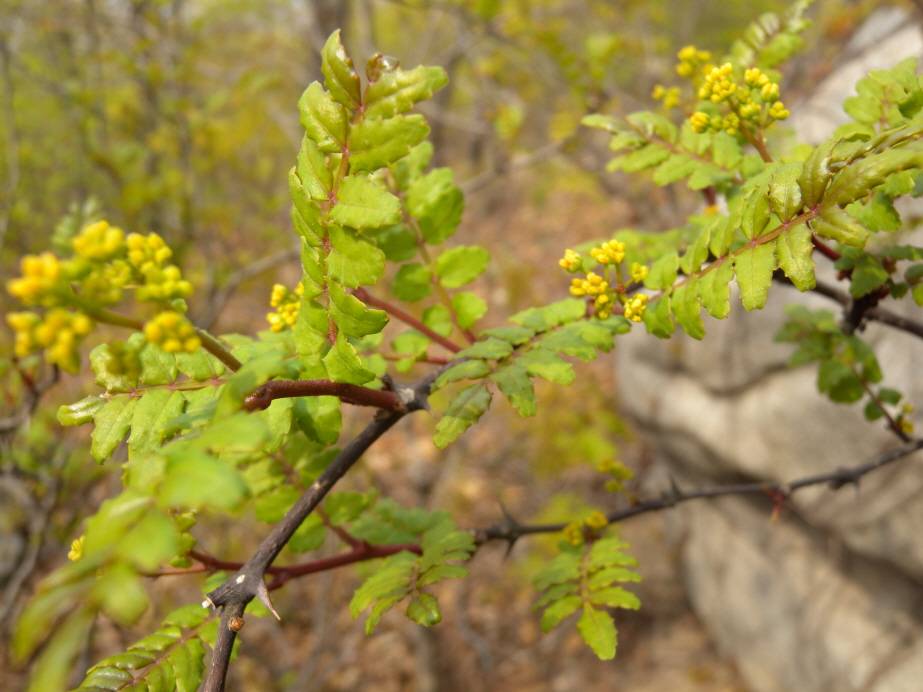 Zanthoxylum piperitum image