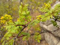 Zanthoxylum piperitum image