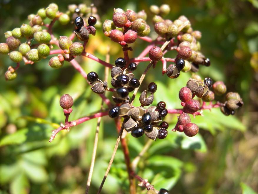 Zanthoxylum schinifolium image