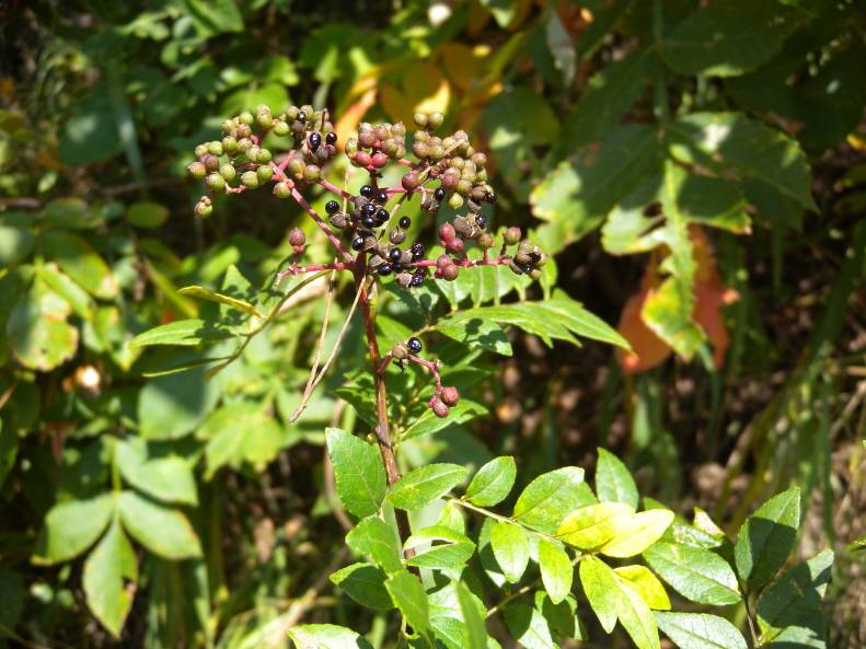 Zanthoxylum schinifolium image