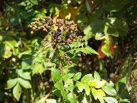 Zanthoxylum schinifolium image