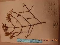 Picea jezoensis image