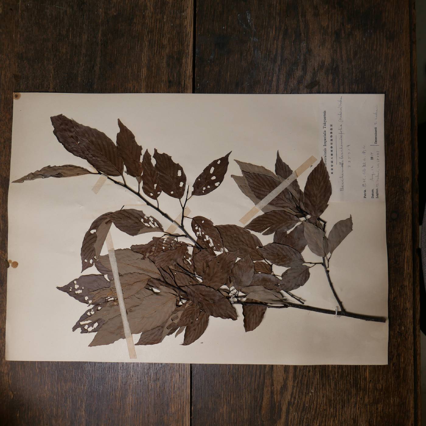 Berchemiella berchemiifolia image