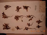 Image of Arctostaphylos rubra