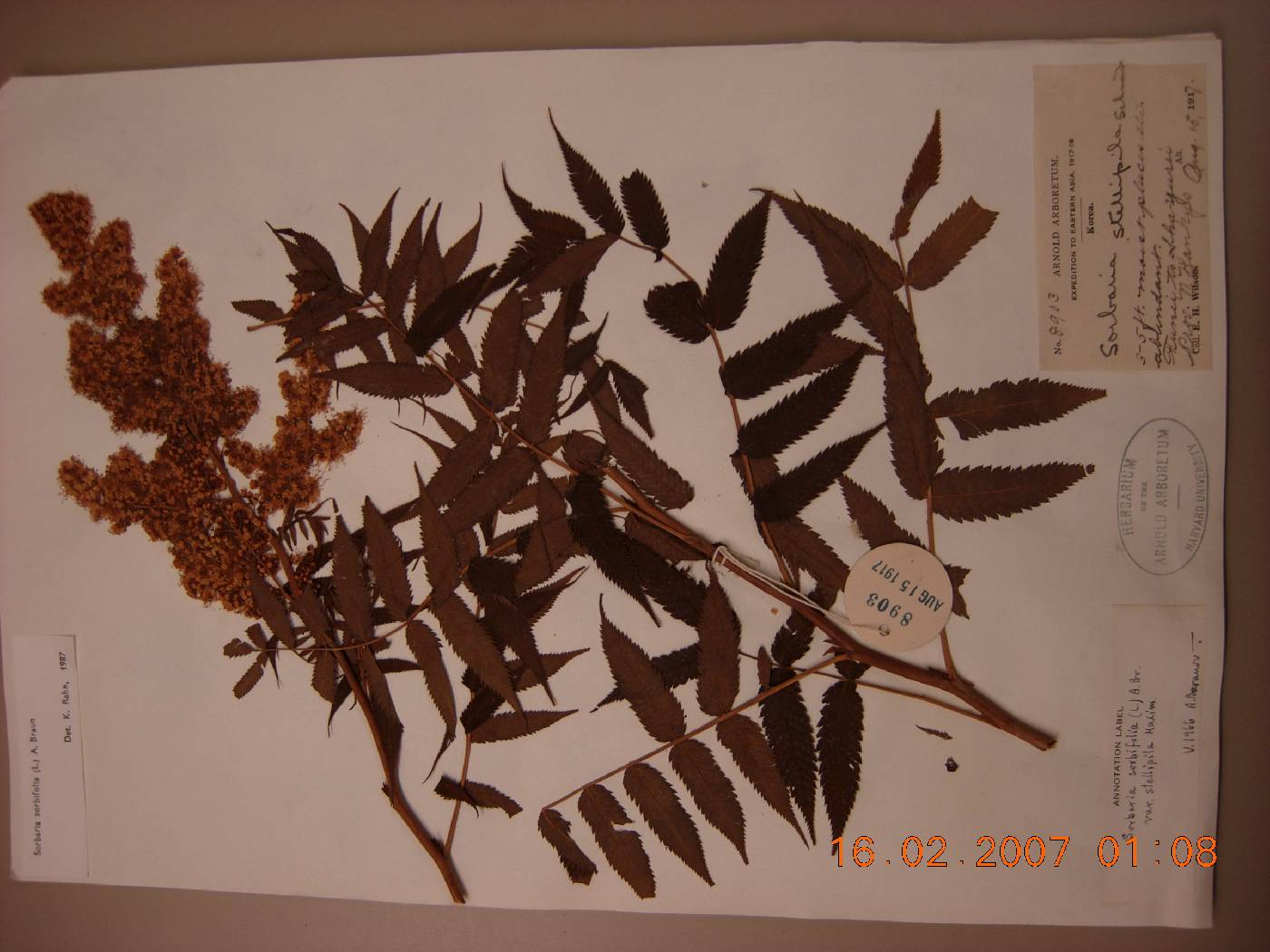 Sorbaria sorbifolia image