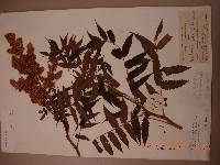 Sorbaria sorbifolia image