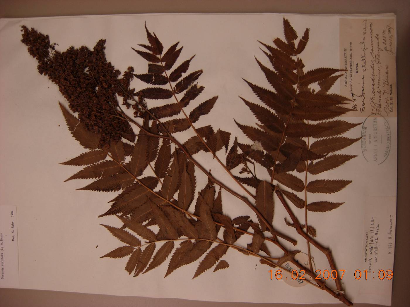 Sorbaria sorbifolia image