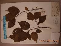 Prunus mandshurica image