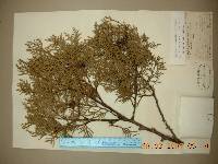 Platycladus orientalis image