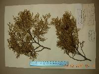 Platycladus orientalis image