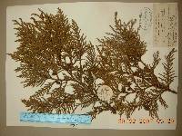 Thuja koraiensis image