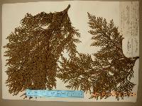 Thuja koraiensis image