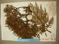 Thuja koraiensis image