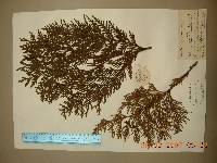 Thuja koraiensis image