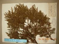 Thuja koraiensis image