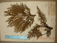 Thuja koraiensis image