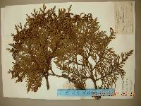 Thuja koraiensis image