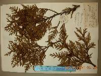 Thuja koraiensis image