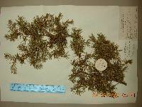 Juniperus rigida image