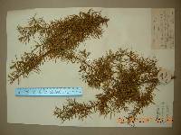 Juniperus rigida image