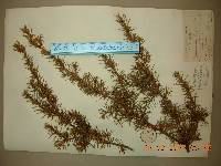 Juniperus rigida image