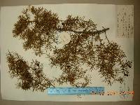 Juniperus rigida image