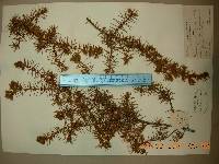 Juniperus rigida image