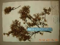 Juniperus rigida image