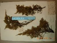 Juniperus chinensis image