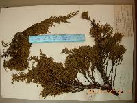 Juniperus chinensis image