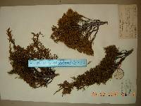 Juniperus chinensis image