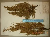 Image of Juniperus chinensis