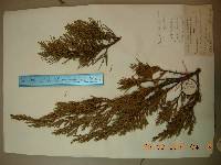 Juniperus chinensis image