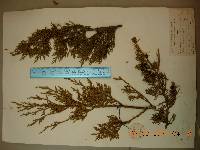 Juniperus chinensis image