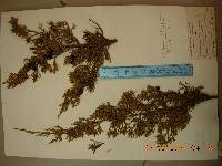 Juniperus chinensis image
