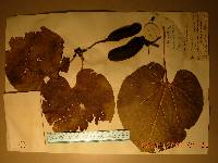 Image of Aristolochia manshuriensis