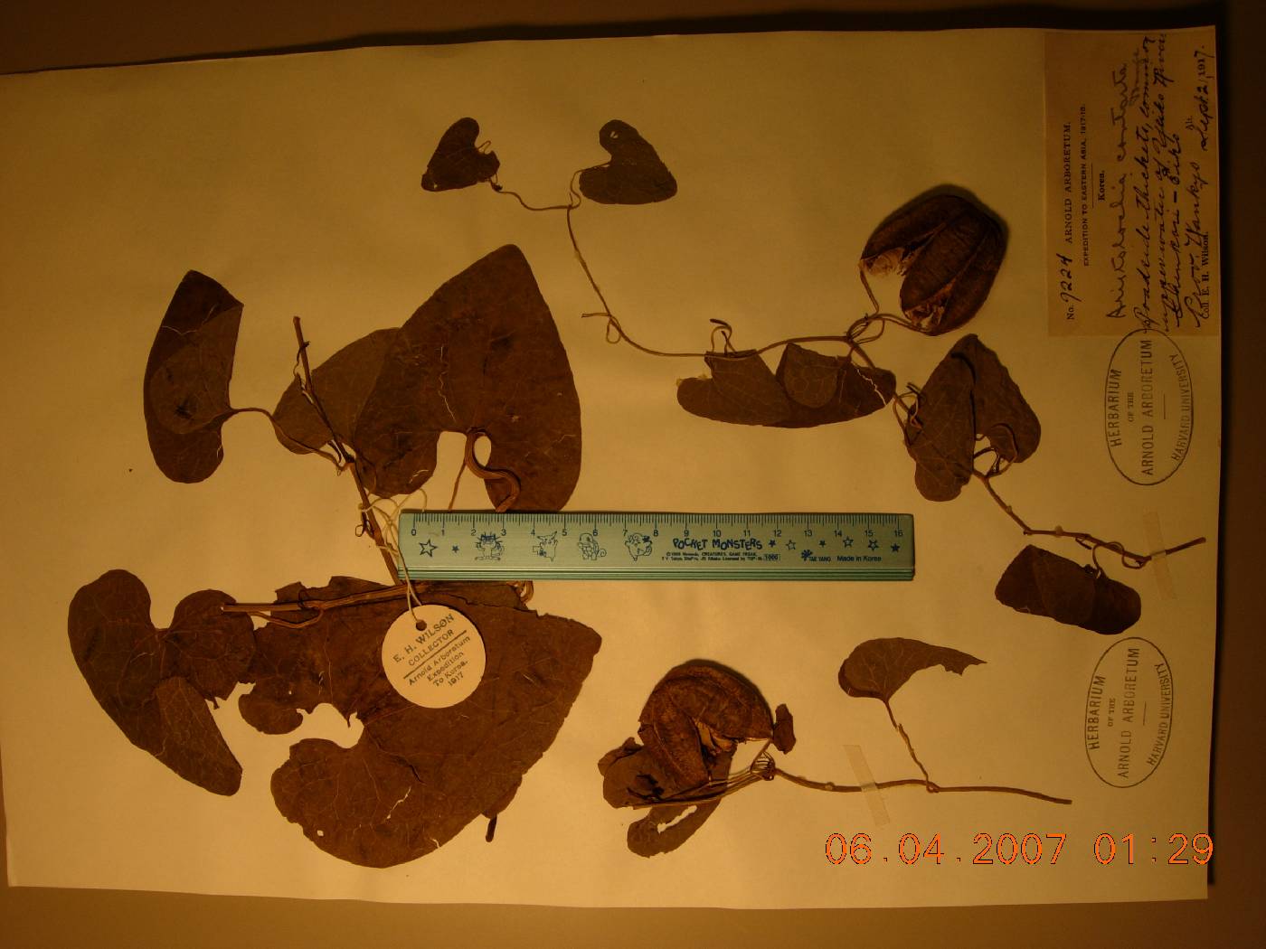 Aristolochia manshuriensis image