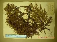 Thuja koraiensis image