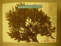 Thuja koraiensis image