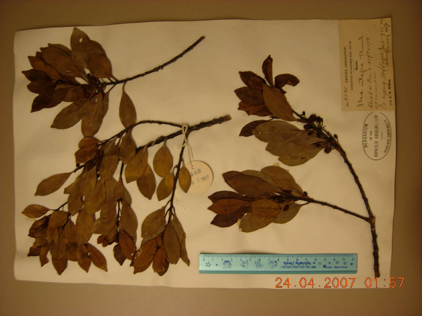 Ilex integra image