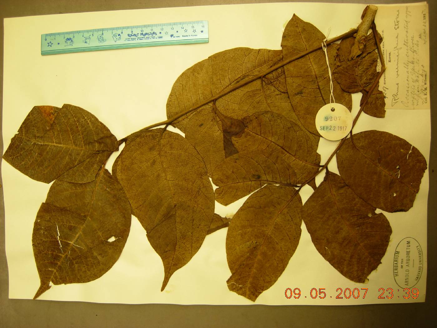 Toxicodendron vernicifluum image