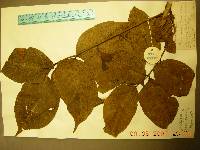 Image of Rhus vernicifera